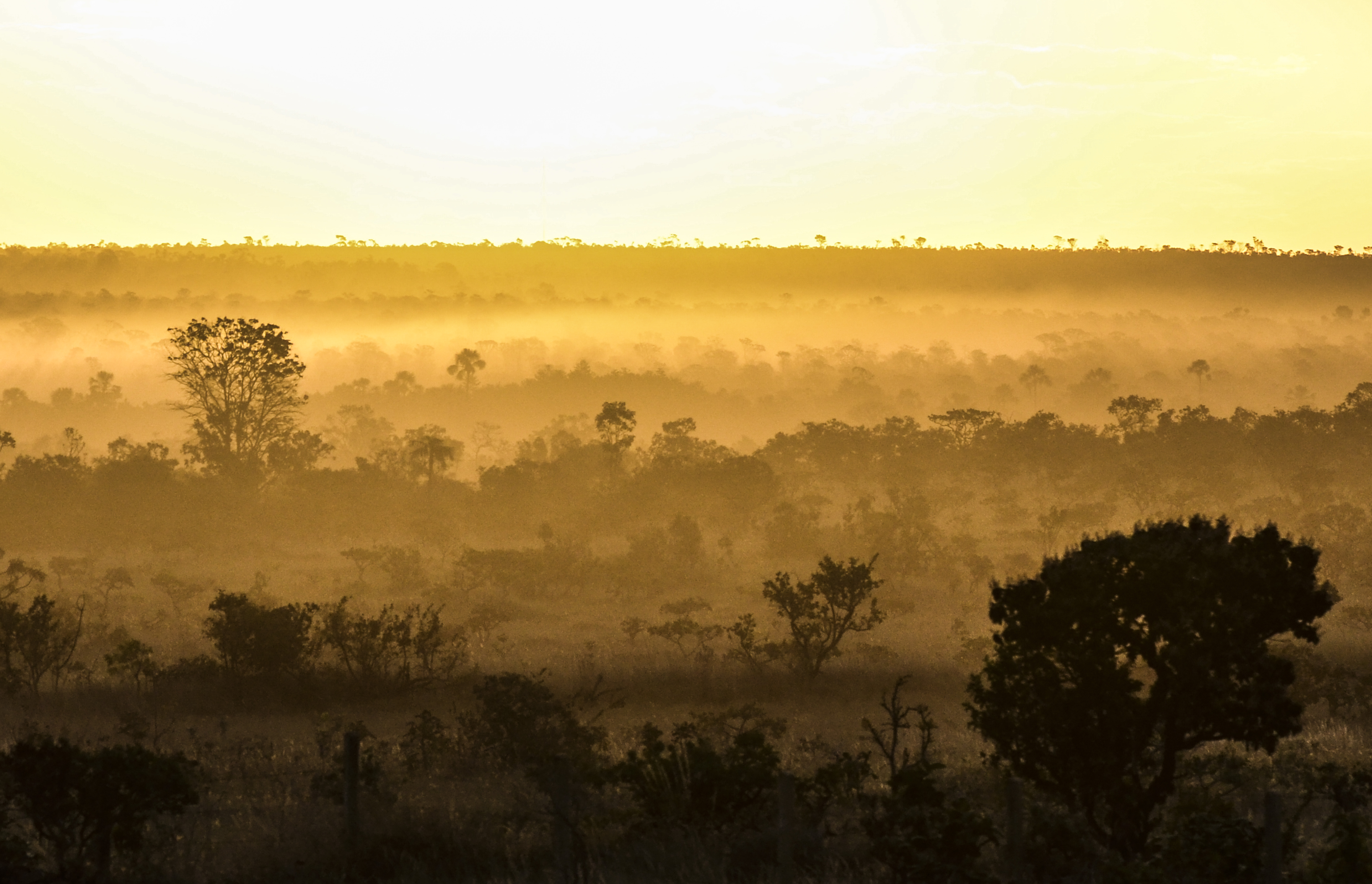 ONU faz alerta sobre biodiversidade e pede urgência na proteção da natureza antes da COP17
